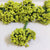 Neon Green Pollen Flower-144pc