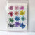 Dry petal Flower Sheet