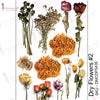 Dry Flowers #2 - Transfer Me